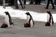 Пингвины мистера Поппера / Mr. Popper's Penguins (Джим Керри, 2011) - 4xHQ 54b296297611685