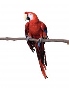 Попугаи (Parrots) 0991ab337468540