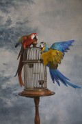 Попугаи (Parrots) Bf63da337467862