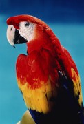 Попугаи (Parrots) Ec51e7337467457
