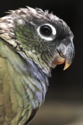 Попугаи (Parrots) F266d2337467021