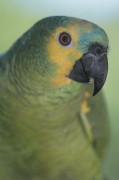 Попугаи (Parrots) 07ef36338287242