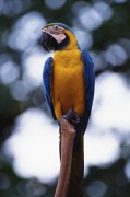 Попугаи (Parrots) 2716e1338287200