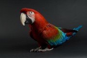 Попугаи (Parrots) 446d32338287323