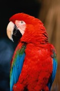 Попугаи (Parrots) 4efff1338287061