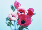 Цветы / Images of flowers (200xHQ) 92e992338289524