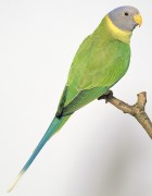 Попугаи (Parrots) Be6a98338287101