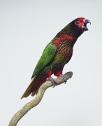 Попугаи (Parrots) C7e6a4338287016