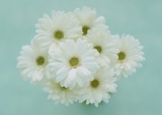 Цветы / Images of flowers (200xHQ) Cbbf95338289780