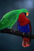 Попугаи (Parrots) F7cba9338287164