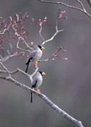  4 сезона - птицы (200xHQ) A03c85338298384