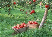 Обильный урожай фруктов (195xHQ) C4fc30338639212