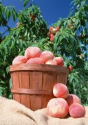 Обильный урожай фруктов (195xHQ) D30a67338639161