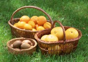 Обильный урожай фруктов (195xHQ) 108725338640361