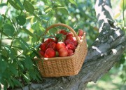 Обильный урожай фруктов (195xHQ) 72ee19338640364