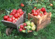 Обильный урожай фруктов (195xHQ) 9de12a338640669