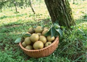 Обильный урожай фруктов (195xHQ) C1a3c2338640209