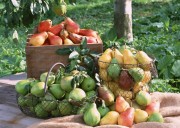 Обильный урожай фруктов (195xHQ) E2f4dc338640769