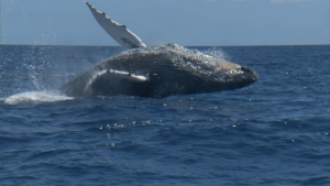 BBC: ������� ������� / Ocean Giants (2011/BDRip 720p)