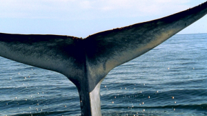 BBC: ������� ������� / Ocean Giants (2011/BDRip 720p)