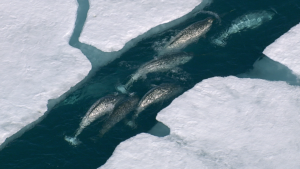 BBC: ������� ������� / Ocean Giants (2011/BDRip 720p)