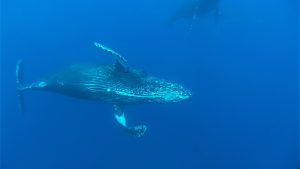 BBC: ������� ������� / Ocean Giants (2011/BDRip 720p)