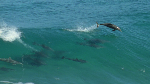 BBC: ������� ������� / Ocean Giants (2011/BDRip 720p)